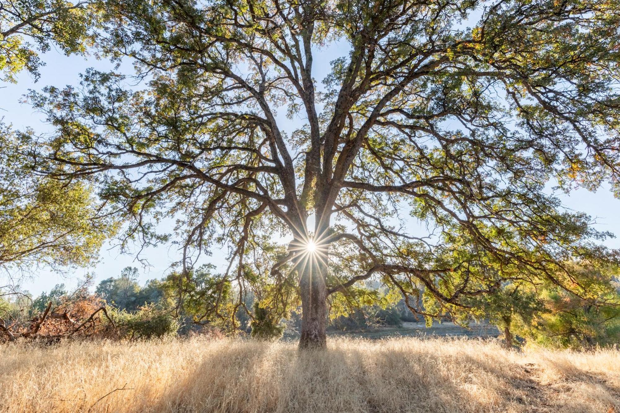 Rolling Oaks Ranch - 200 Acres Of Lakeside Beauty & Countryside Serenity Mariposa Zewnętrze zdjęcie