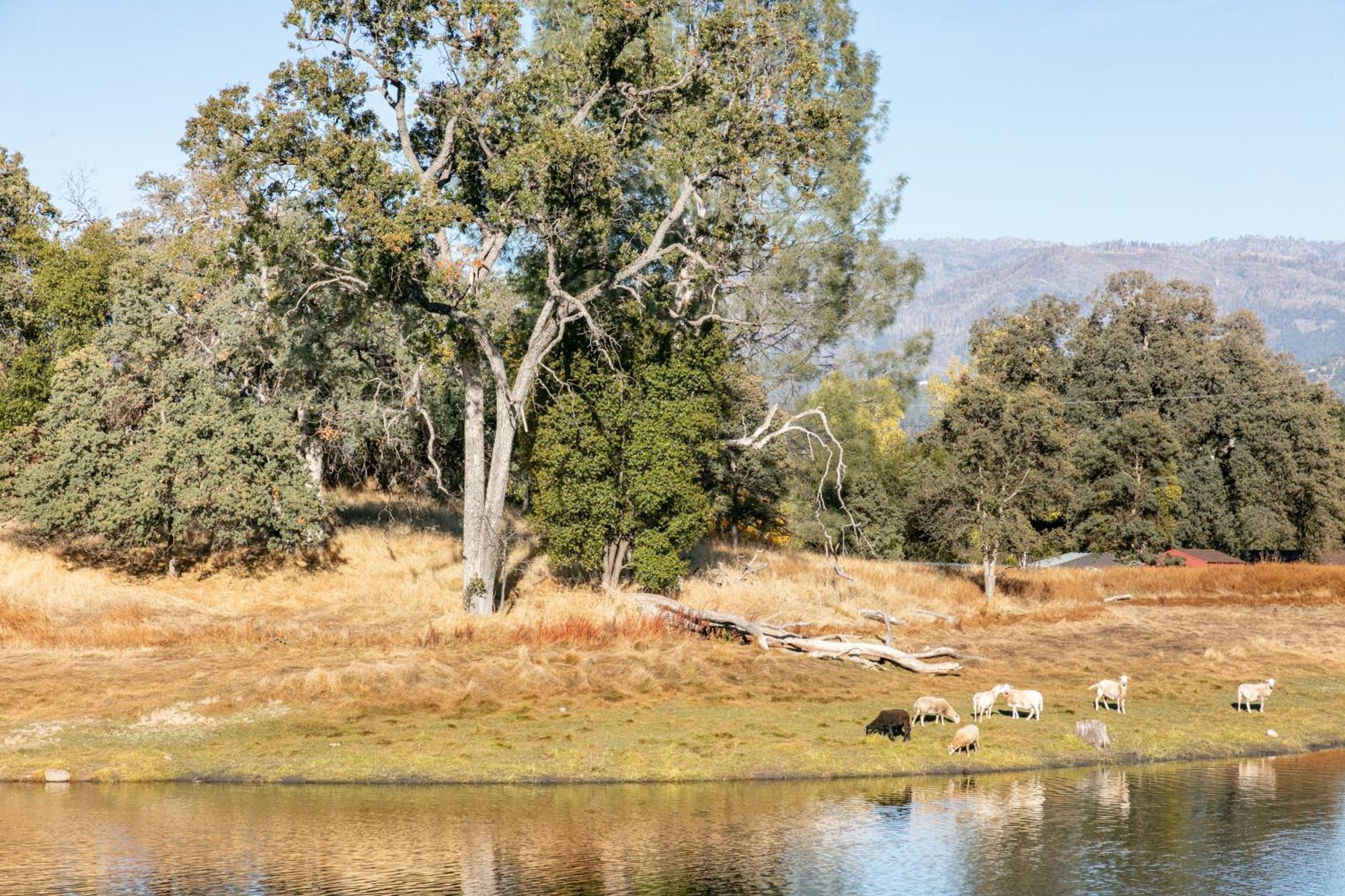 Rolling Oaks Ranch - 200 Acres Of Lakeside Beauty & Countryside Serenity Mariposa Zewnętrze zdjęcie