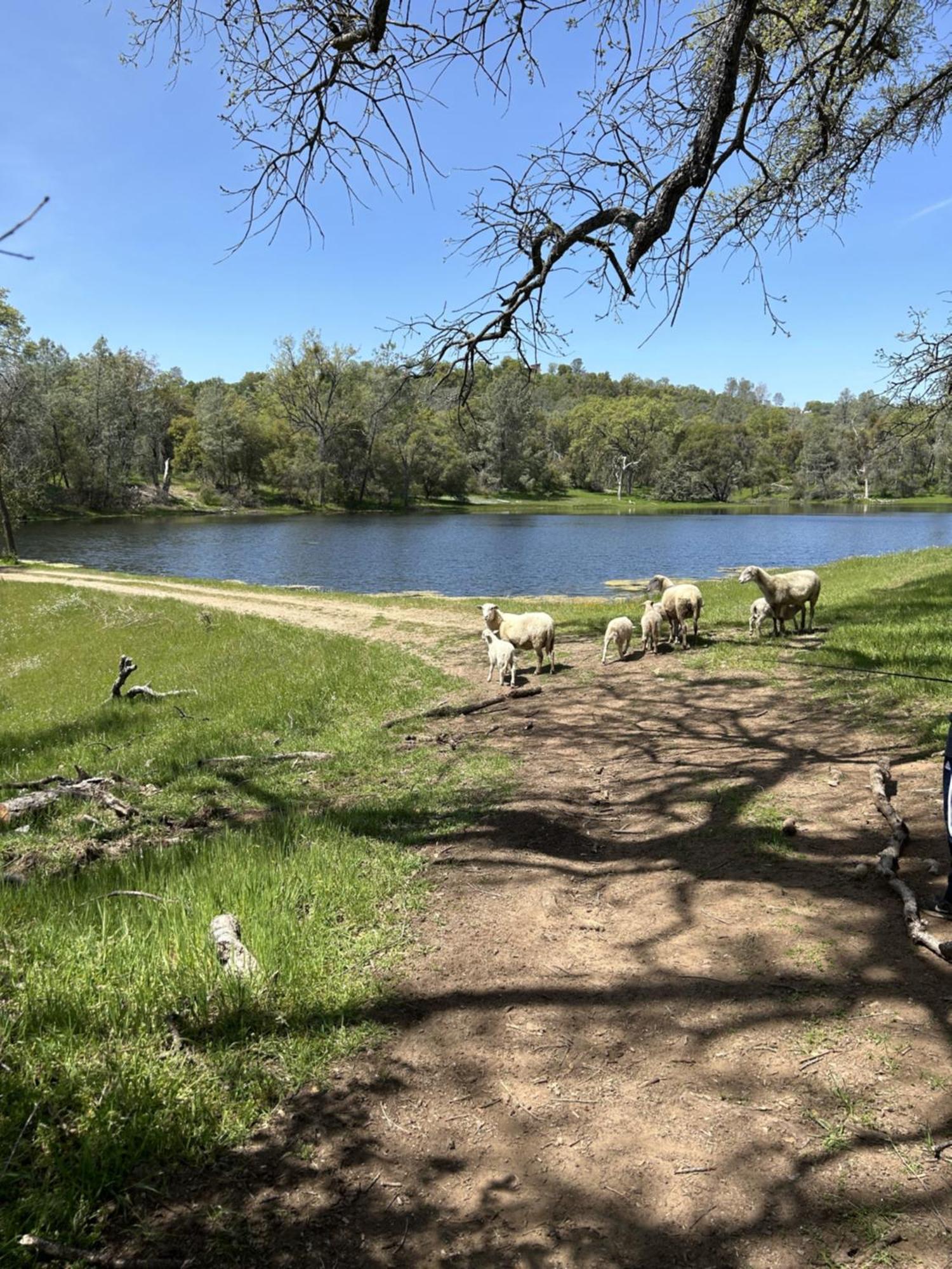 Rolling Oaks Ranch - 200 Acres Of Lakeside Beauty & Countryside Serenity Mariposa Zewnętrze zdjęcie